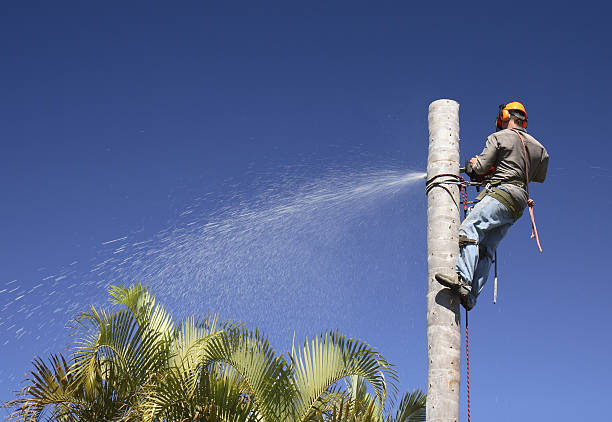 Best Tree Maintenance Programs  in Lake Park, GA