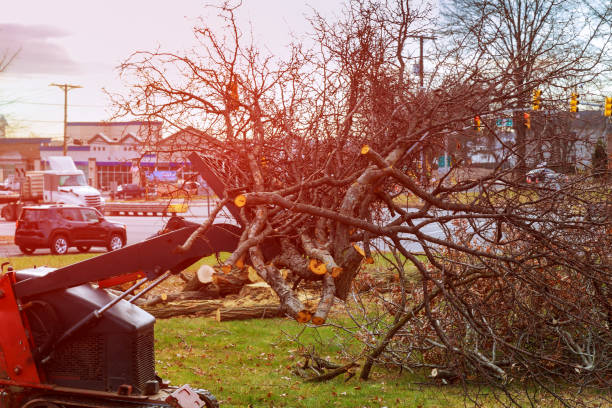 Lake Park, GA Tree Removal Services Company