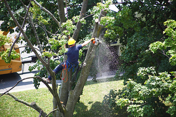 Best Stump Grinding and Removal  in Lake Park, GA